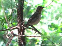 Zorzalito Boreal (Catharus ustulatus)