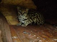 margay
