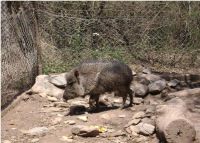 Chancho quimilero (Catagonus wagneri = Parachoerus wagneri)