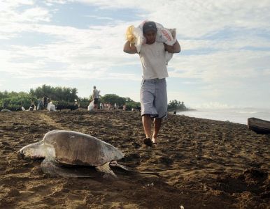 aprovechamiento sustentable de tortugas