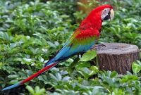 Guacamayo rojo (Ara chloropterus)
