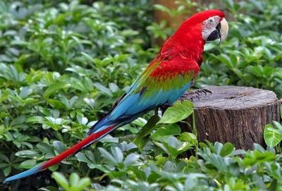 Guacamayo rojo (Ara chloropterus)