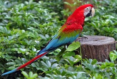 Guacamayo rojo (Ara chloropterus)