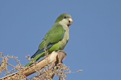 Cotorra (Myiopsitta monachus)