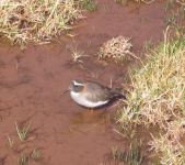 Chorlito de vincha (Phegornis mitchellii)