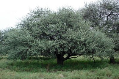 Calden (Prosopis caldenia)