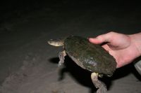 Tortuga canaleta chaqueña  (Acanthochelys pallidipectoris)