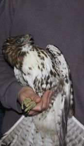 Buteo ventralis Mariano Costa