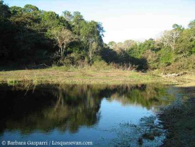 Selvas en Galería del Río de Oro