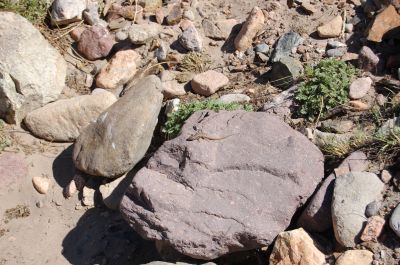 Lagartija del Aconcagua (Liolaemus fitzgeraldi)