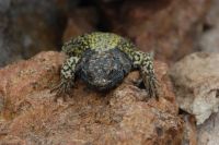 Lagarto cola piche del Aconcagua (Phymaturus flagellifer)