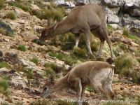 Tarucas  Hyppocamelus antisensis