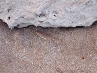 Lagartija de las dunas (Liolaemus multimaculatus)