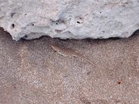 Lagartija de las dunas (Liolaemus multimaculatus)