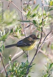 Doradito Pardo (Pseudocolopteryx dinellianus)