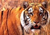 tigre
