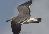 (Leocophaeus atricilla) Gaviota reidora