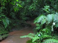 selva misionera