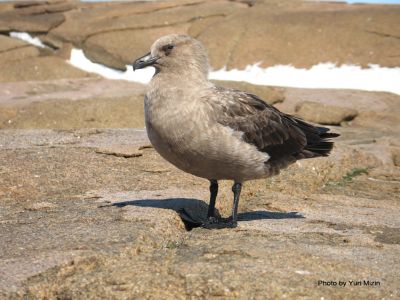 escúa polar (Catharacta maccormicki)