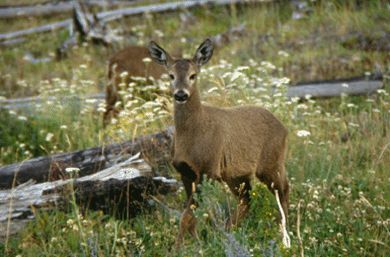 huemul