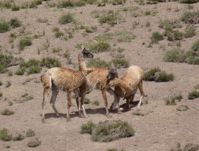 guanaco (Lama guanicoe) por Diego Ferrer