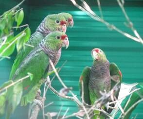 loro vinoso (Amazona vinacea)