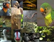 fauna del mundo