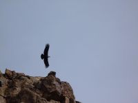 Cóndor Andino (Vultur gryphus)