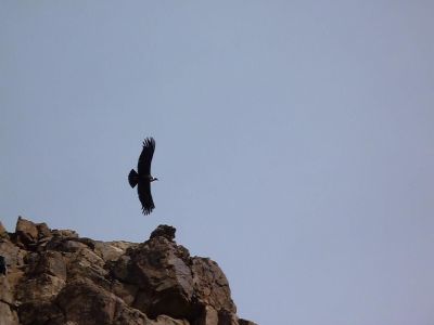 Cóndor Andino (Vultur gryphus)