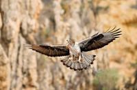aguila real